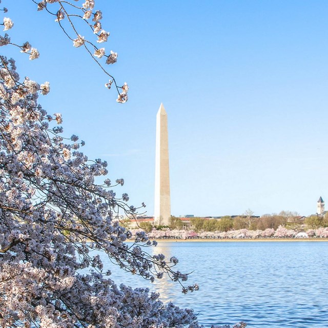 Cherry blossoms in front of the Washington Monument