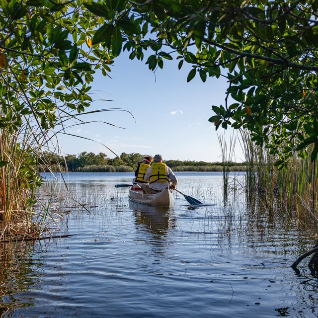 People kayak through an arch of mangroves