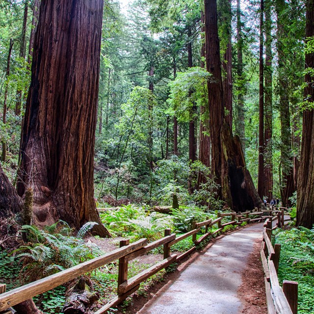 A path through the redwoods at Muir Woods