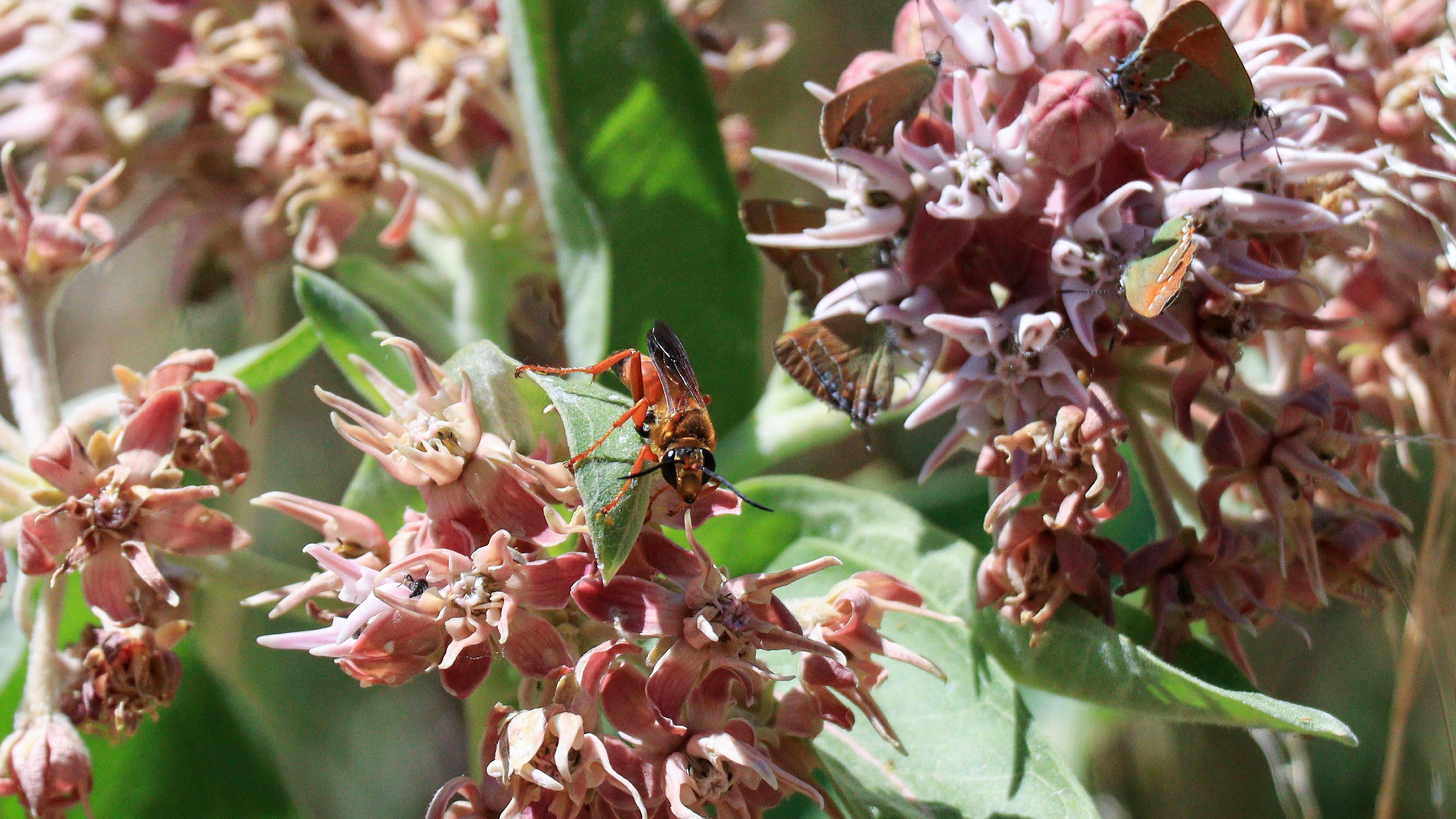 a bee and butterflies sit on fluffy pink flowers