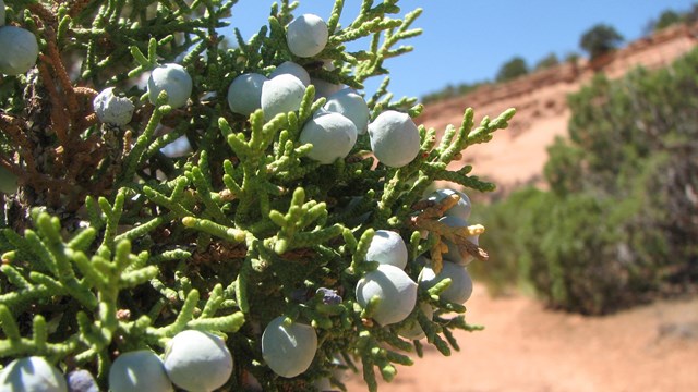 Utah Juniper branch