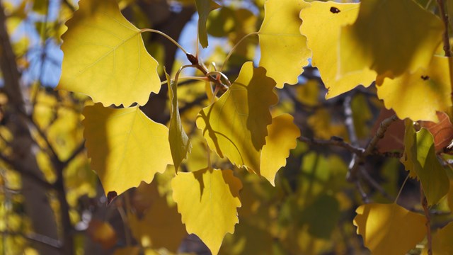 yellow Rio Grande Cottonwood leaves