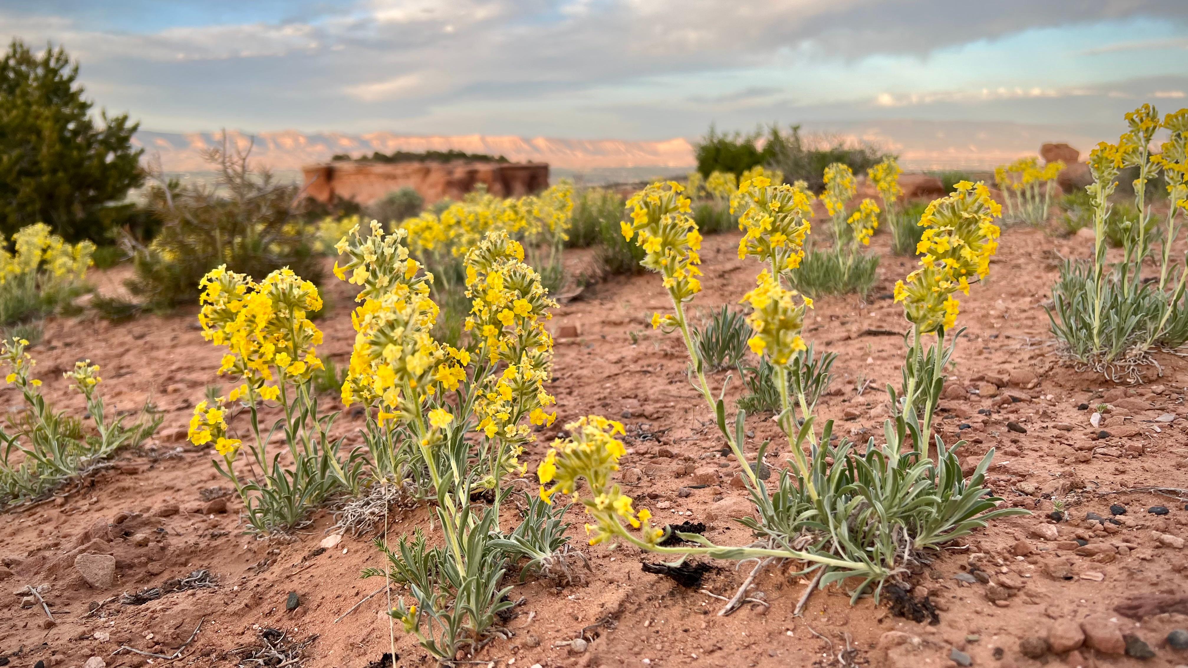 yellow cryptanth flowers at sunset over canyons