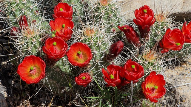 several bright red flowers on rounded ground level cactus