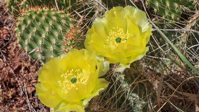 two bright yellow blooms on spiny ground level cactus