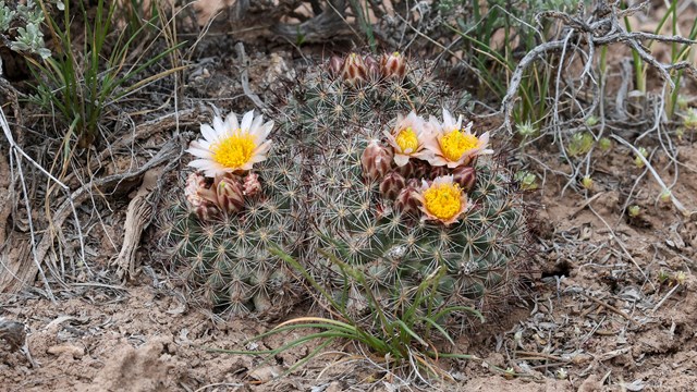 two small spherical cactus with tiny pinkish blooms on top