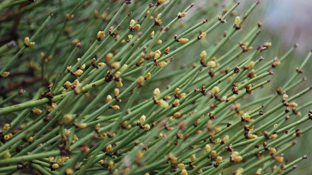 jointed green sticks with yellow buds at each joint