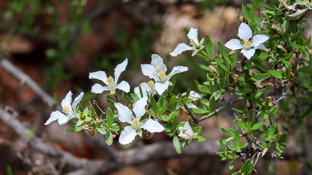 four white pointed petals with yellow center on green shrub branch