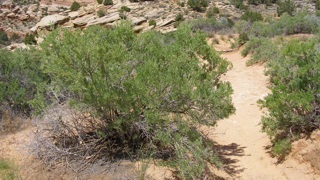 green shrub along sandy canyon trail