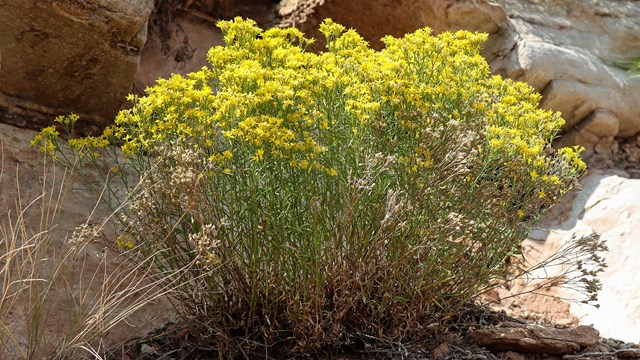 yellow flowers on green herbaceous stalks