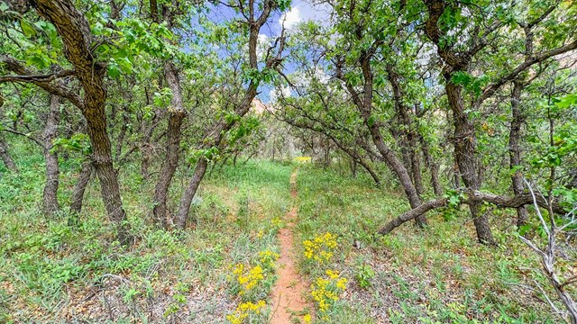 A sandy path straight between woody tree trunks and green herbaceous plants