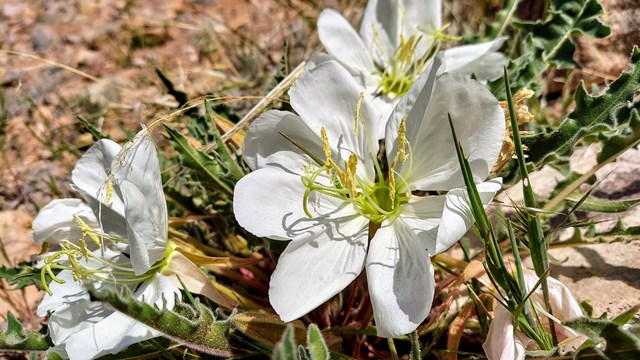 Three large white blooms with yellow stamen up close