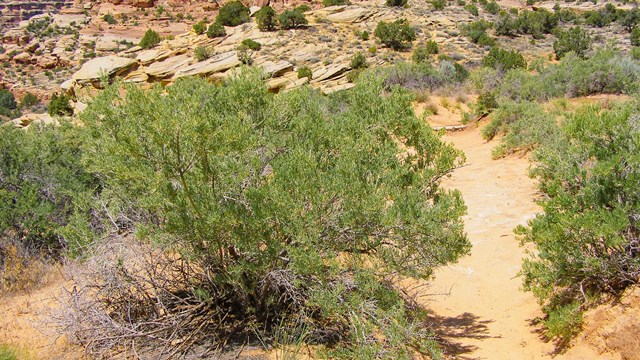 green shrub along sandy trail below red-orange cliffs