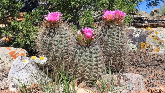Three short, round cacti covered in spines and topped with hot pink flowers