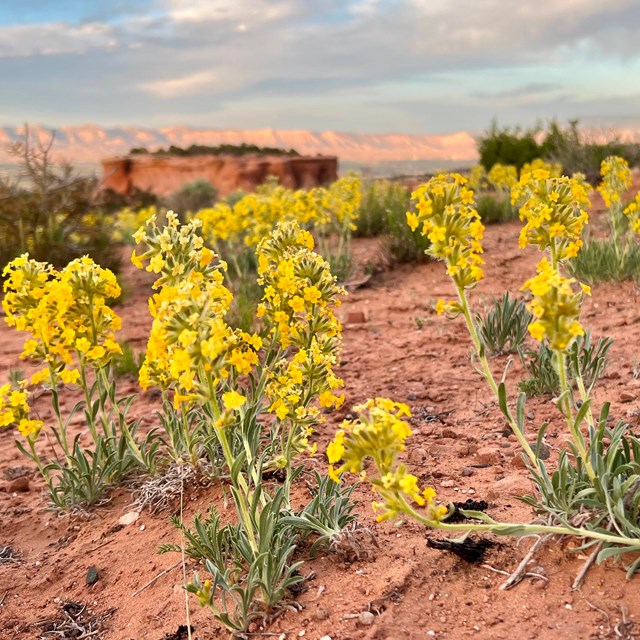 yellow cryptanth flowers at sunset over canyons