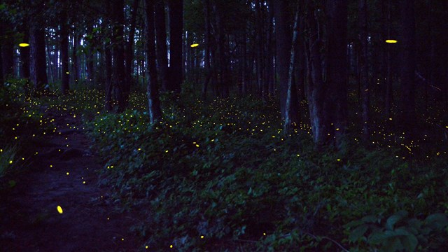 Fireflies light up the night.