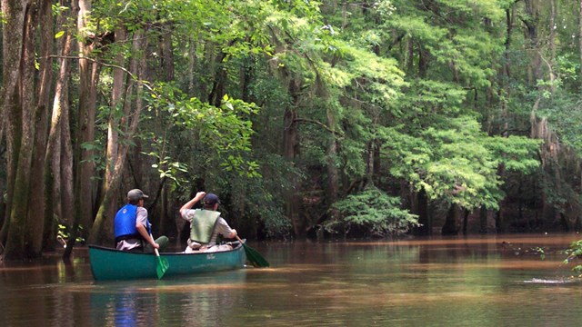 Two people in a canoe on a narrow waterway surrounded by dense forest