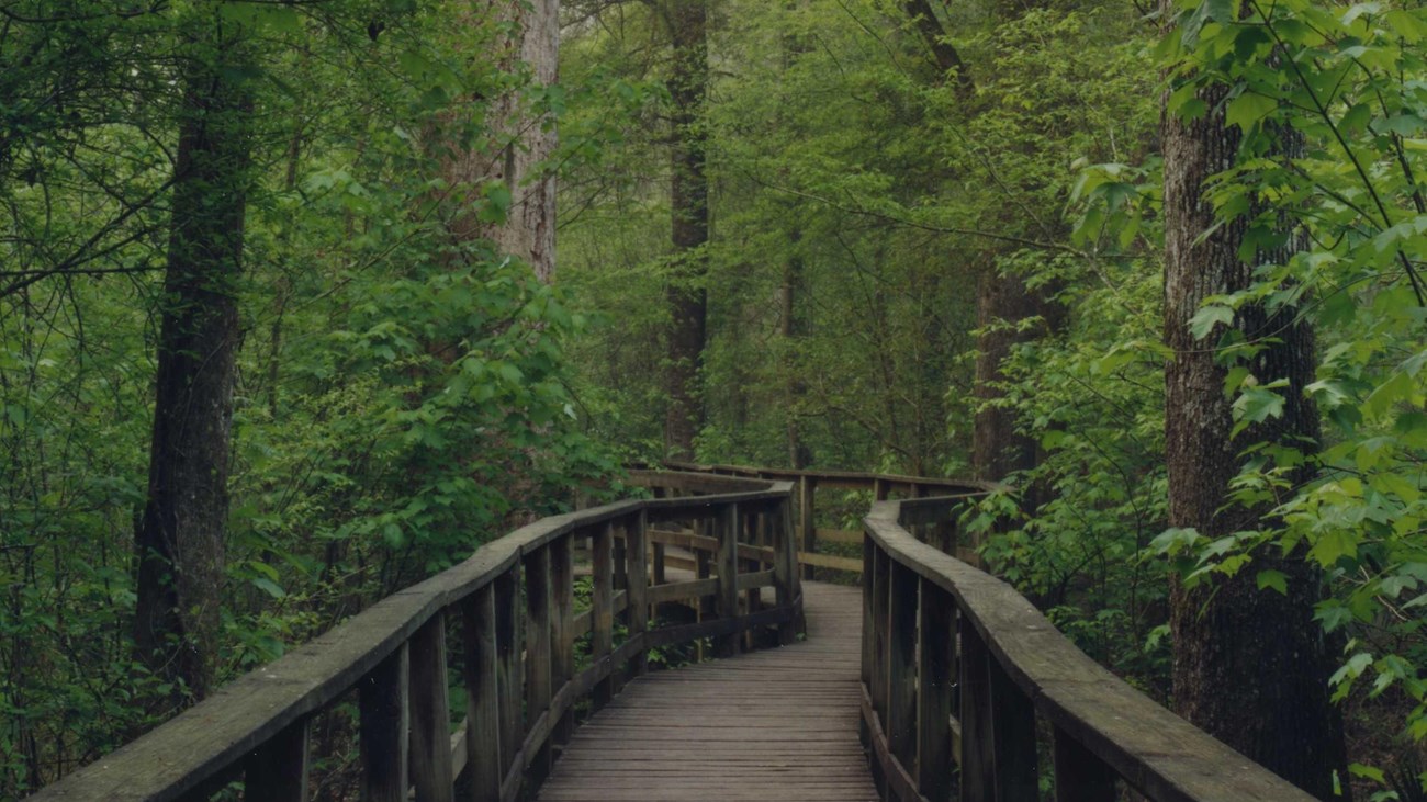 Image of a boardwalk trail through forest