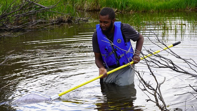 intern in pond looking with net for dragonfly larvae