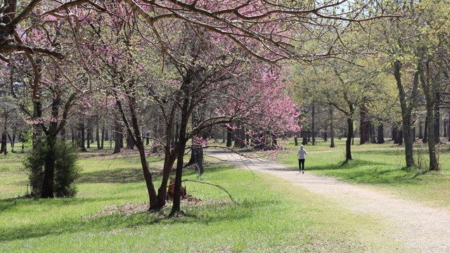 A visitor runs down a dirt road with trees blooming with purple buds 