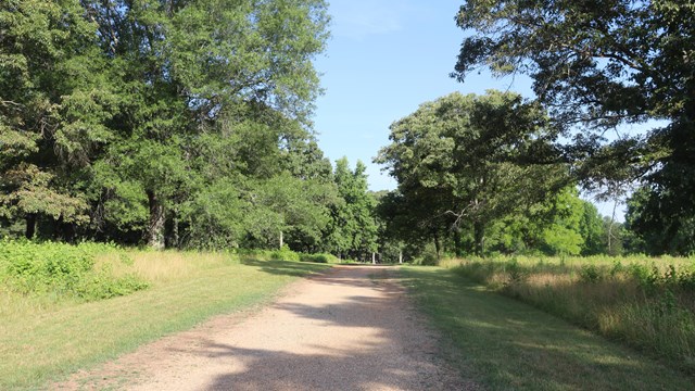 Dirt road traveling through trees