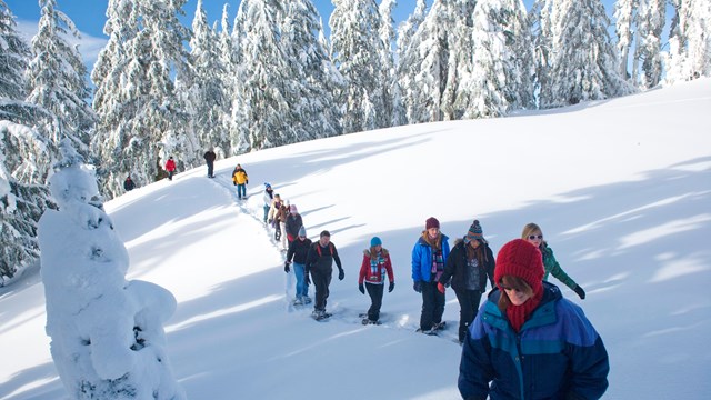 A line of visitors in a snowy forest. 