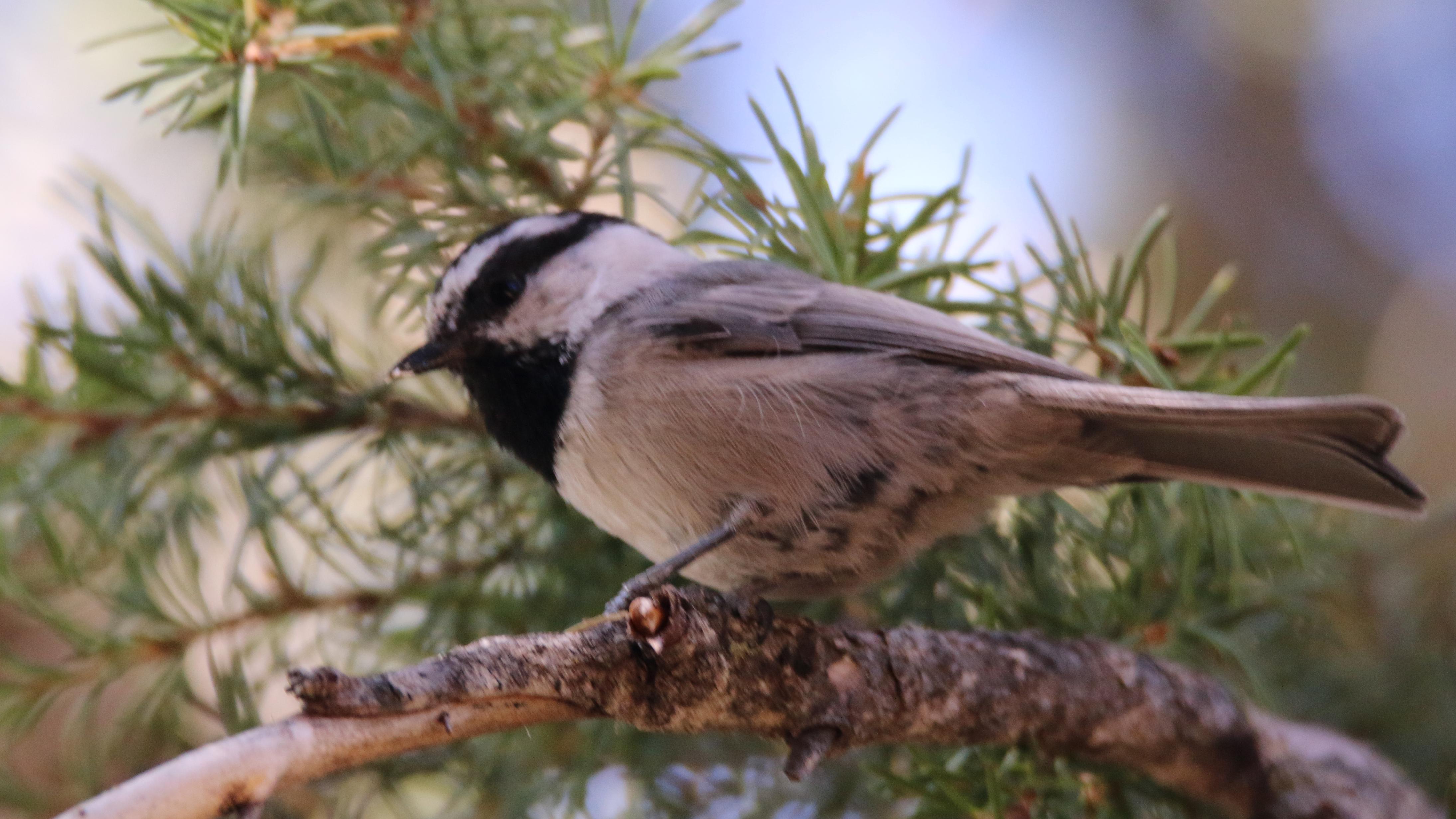 a chickadee perched on a branch