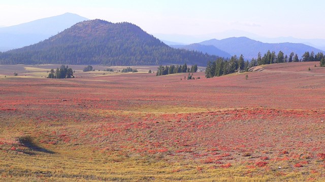 Field of newberry knotweed turning red with the cinder cone, Red Cone, in the distance. 