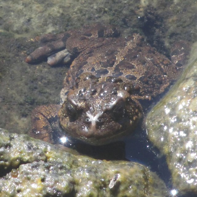 a western toad blends in with rocks in shallow water