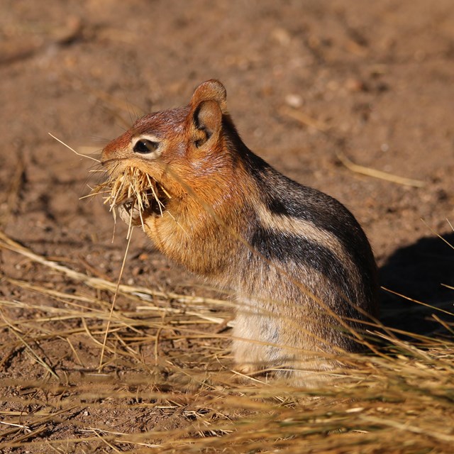 a golden-mantled ground squirrel with dried grass in mouth