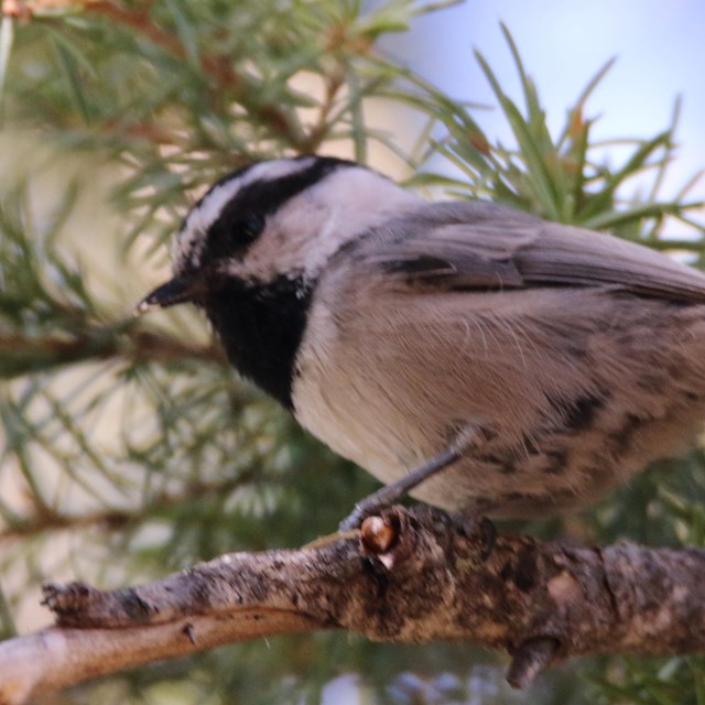 a chickadee perched on a branch