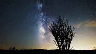Milky Way over a Joshua tree