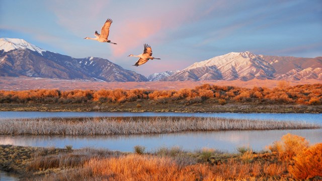 Two sandhill cranes flying over a marsh with snow-capped mountains in the distance