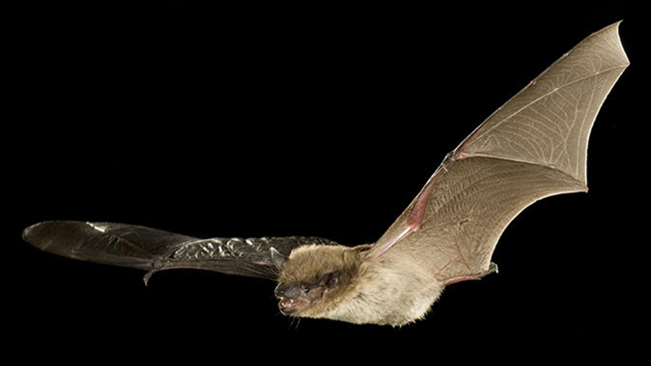 Evening bat in flight