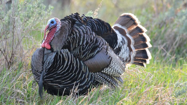 A wild turkey