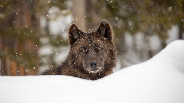 Brown wolf in the snow 