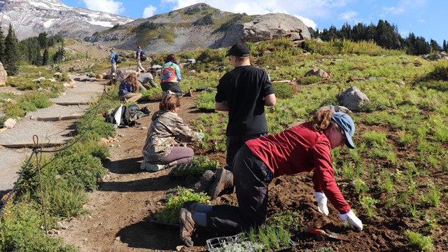 Volunteers mulching a garden