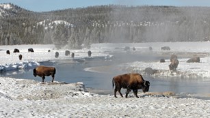 Herd of bison by a thermal area blanketed with snow