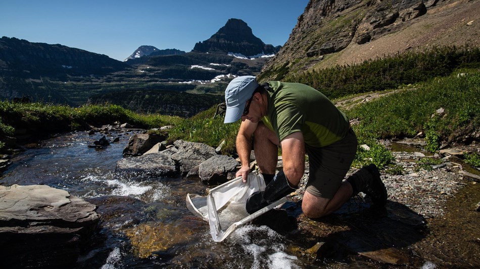 A researcher bends next to a stream sifting through a net in search of aquatic insects.
