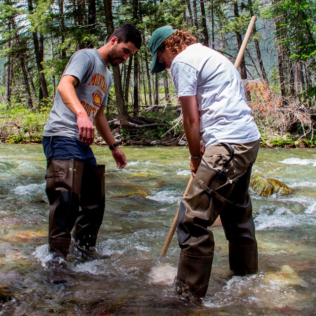 Two teachers with waders on stand in a stream, dipping a net in the water.