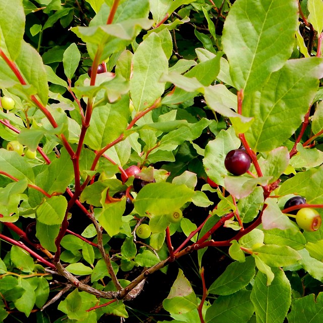 Red and purple huckleberries pop out against the huckleberry plant's green leaves.