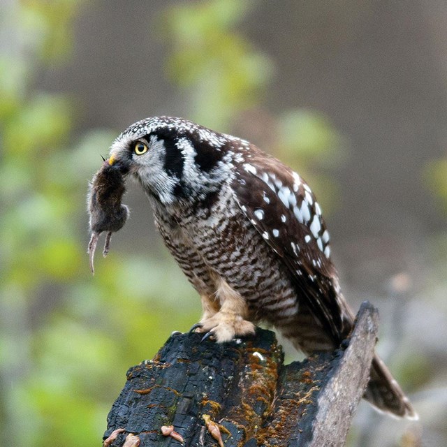 A vole dangles from the beak of a perched northern hawk owl.