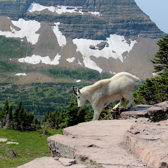 A mountain goat heads downslope at Logan Pass.