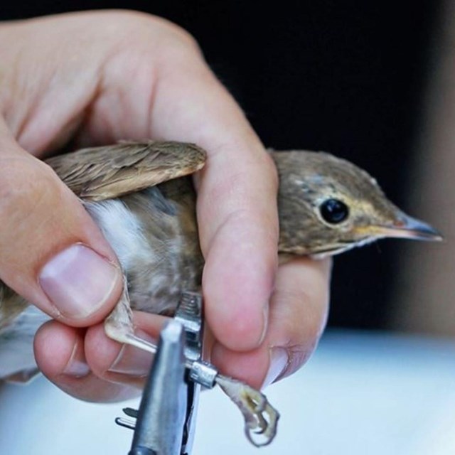 A bird is held carefully in a hand while pliers fit a metal band to its right leg. 