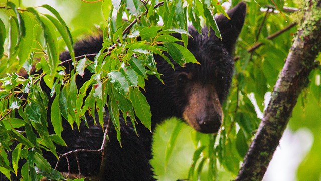 A black bear in the trees