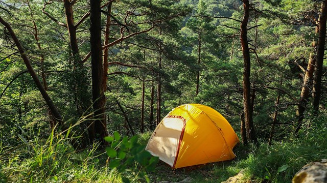 Yellow tent in the middle of a green forest.