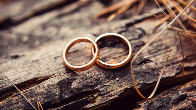 Two rings sitting on a tree bark. 
