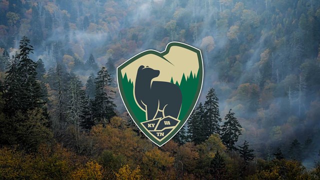 Forest background with the back the bears logo. 