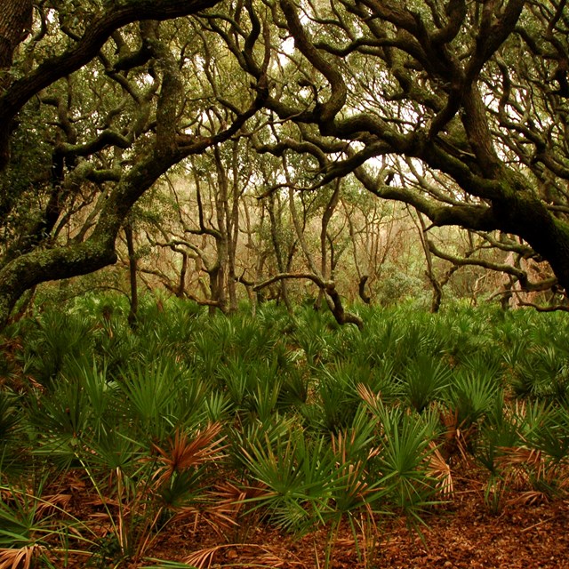 Photo of maritime forest