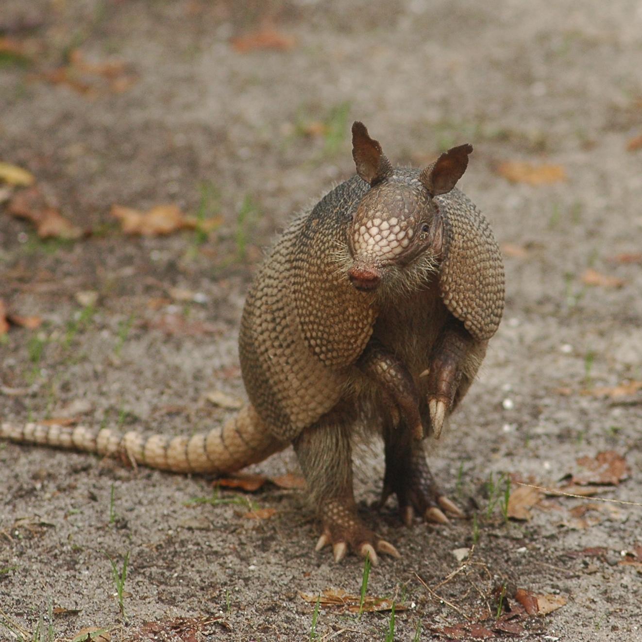 An armadillo stands on it's hind legs to smell the air